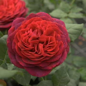 Rosier à grandes fleurs Astrid Gräfin von Hardenberg (Nuit de Chine)