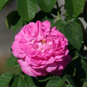 Rosa Rosier Baronne Prévost - Moderne Teerose