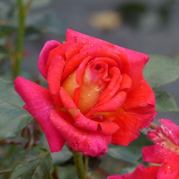 Rosa Parfum de Grasse - Edelrose