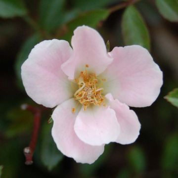 Rosa Nozomi - Bodendecker-Rose