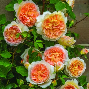 Rosa Bathsheba - Englische Rose