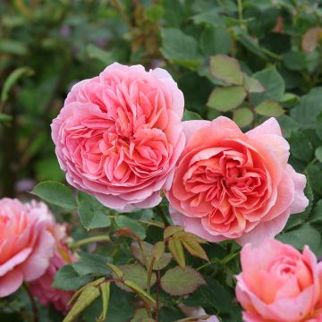 Rosa Boscobel - Englische Rose