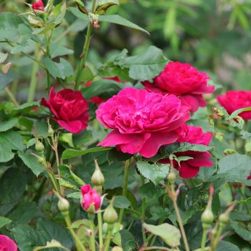 Rosa Darcey Bussel - Englische Rose