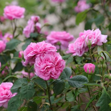 Rosa Gertrude Jekyll - Englische Rose