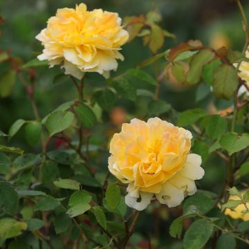 Rosa Molineux - Englische Rose