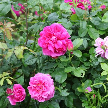 Rosa Princess Anne - Englische Rose