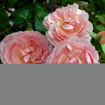 Rosa Strawberry Hill - Englische Rose