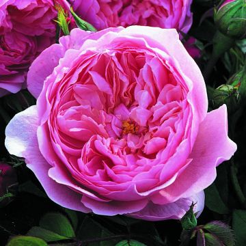 Rosier David Austin The Alnwick Rose