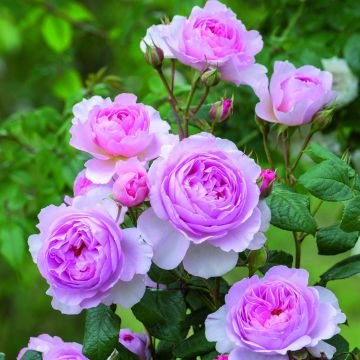 Rosa The Ancient Mariner - Englische Rose