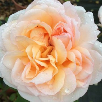 Rosa The Lady Gardener - Englische Rose