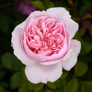 Rosa Wisley 2008 - Englische Rose