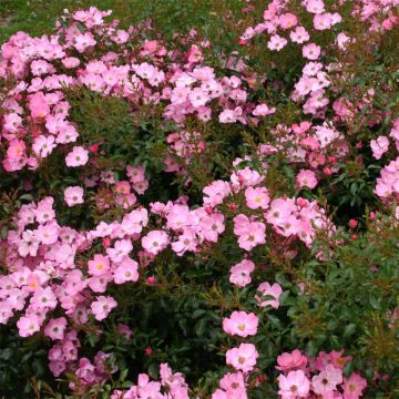 Rosa Rigo Rosen Fortuna - Moderne Hybrid-Rose