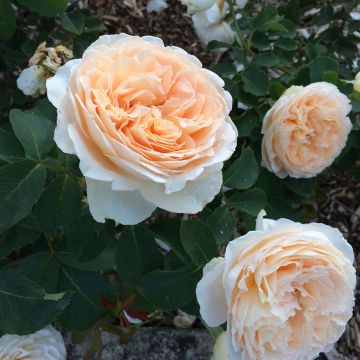 Rosa Generosa Odile Masquelier - Guillot Rose