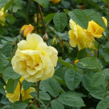 Rosa Golden Gate - Kletterrose