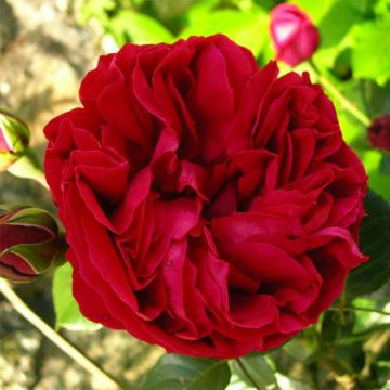 Rosier grimpant Red Eden Rose