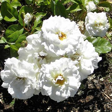 Rosier à fleurs groupées Irene of Denmark