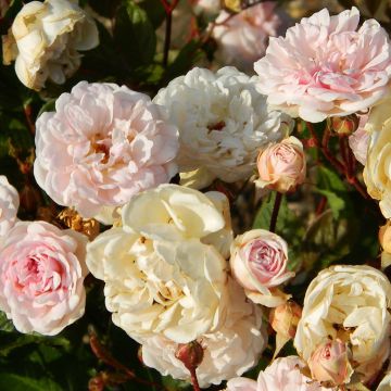 Rosa polyantha Marie Pavie - Historische Rose