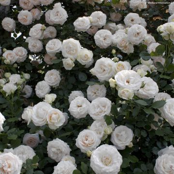 Rosa Palais Royal - Kletterrose