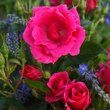 Rosa Nectar Garden Chabadabada - Polyantha-Rose