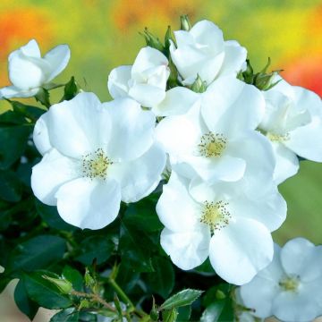 Rosa polyantha Nectar Garden Escimo - Polyantha-Rose