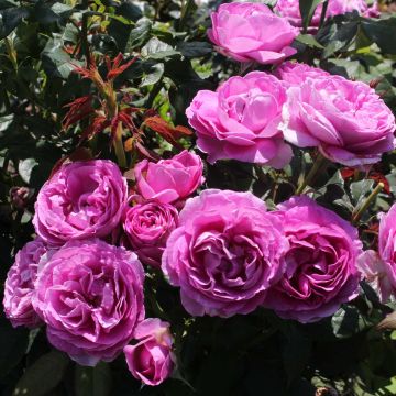 Rosa PARFUMA Catherine de Medicis - Beetrose