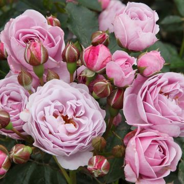 Rosier Patio Rose Nautica