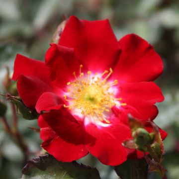 Rosa Rouge Meillandécor - Polyantha-Rose