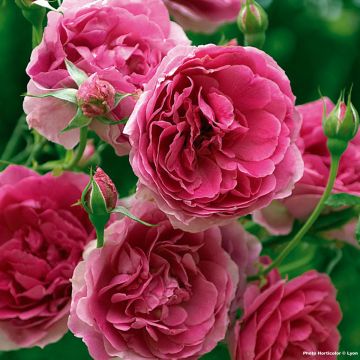 Rosa Pink Cloud - Kletterrose