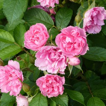 Rosa rugosa Pink Grootendorst - Apfelrose