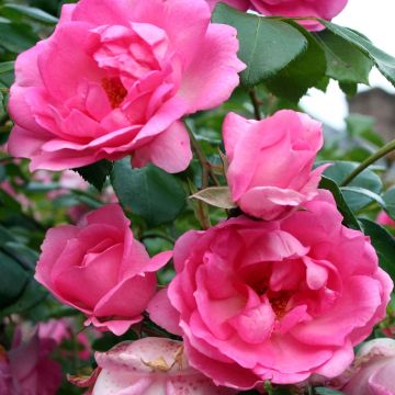 Rosa Centenaire de Lourdes - Strauchrose