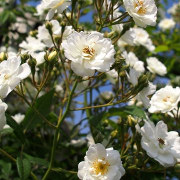 Rosa multiflora Rambling Rector - Alte Rambler-Rose