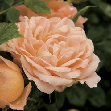 Rosa Rosier nain Sweet Dream - Zwerg-Parkrose