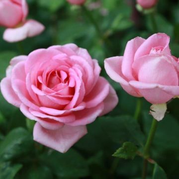 Rosa Gérard Depardieu - Edelrose