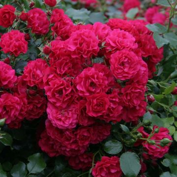 Rosa polyantha Gärtnerfreude (Toscana) - Polyantha-Rose