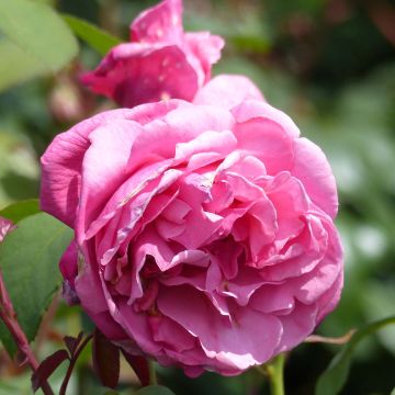 Rosa Line Renaud - Edelrose