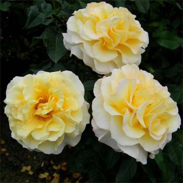 Rosa Sunny Sky - Edelrose