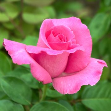 Rosier à grandes fleurs The McCartney Rose 