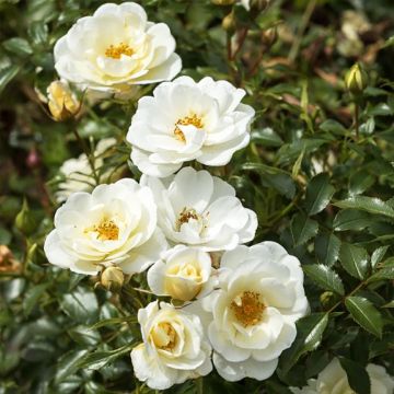 Rosa polyantha Bees Paradise Ivory - Polyantha-Rose