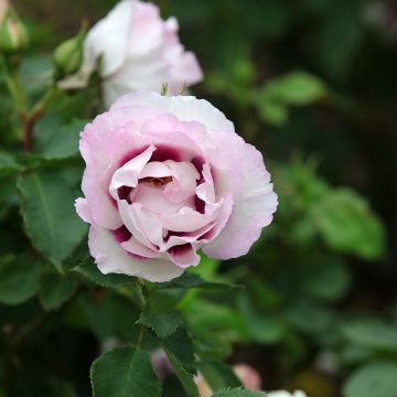 Rosa persica Eyes for You Blue Eyes - Beetrose