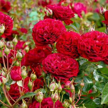 Rosa Bordeaux 'Korelamba' - Beetrose