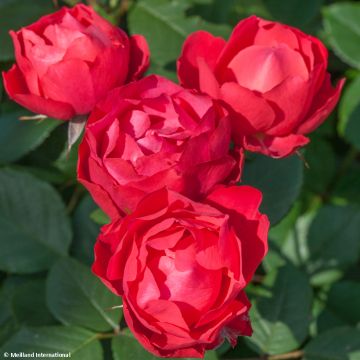 Rosa polyantha Cherry Bonica - Beetrose