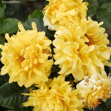 Rosa Golden Lady Ruffles - Beetrose