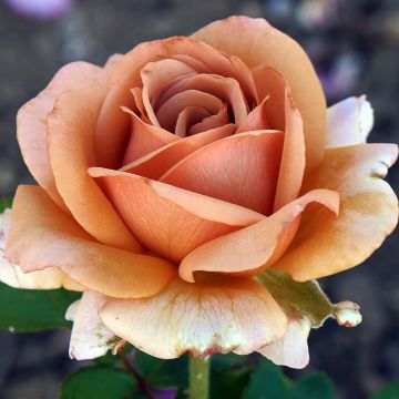 Rosa Mokarosa - Edelrose