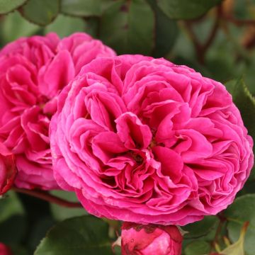 Rosa PARFUMA Baronne Caroline - Beetrose