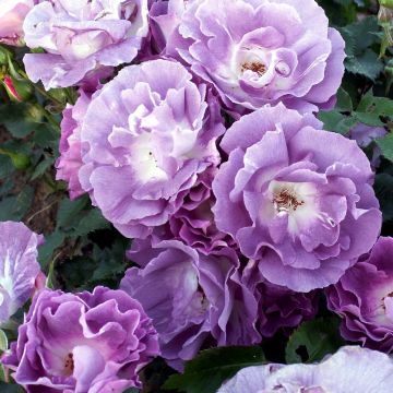 Rosa Pacific Dream - Strauchrose