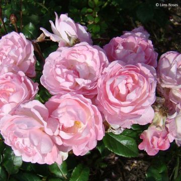 Rosa Sourire de Sylvie - Beetrose