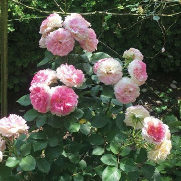 Rosier à grandes fleurs Agnès B