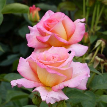 Rosier à grandes fleurs André Eve