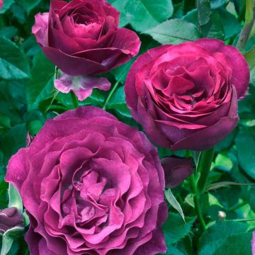 Rosa Blue Eden - Edelrose