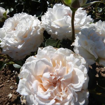 Rosa Catherine Frot - Edelrose